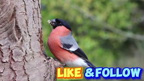 Bullfinch male bird