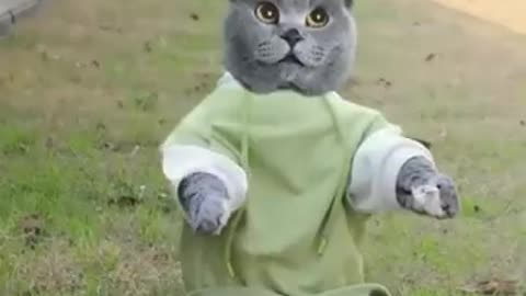 Funny Videos -- Cute Cats Funny Videos - #respect #foryou #reels #funny #cqt #shortvideo