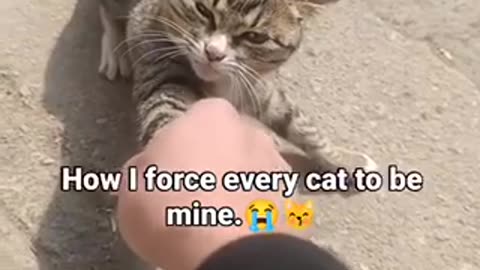 how I force every cat to be mine