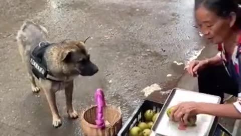 Smart Dog Buying in the Market