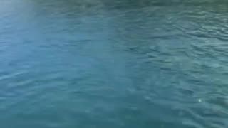 Wild dolphins play basketball