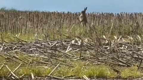 Mother hare trying to protect her babies from a hawk