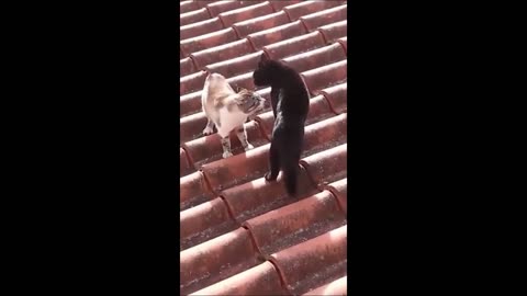 Funny animal videos 2023 - Funny cats/dogs - Funny animals #part5