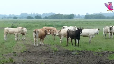 🐮🐄 COWS MOOING AND GRAZING IN A FIELD 🐄🐮