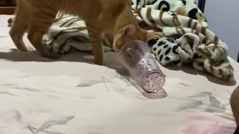 Cat Gets Head Stuck in Cup