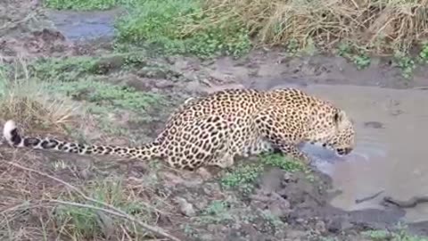 Female leopard xidulu drinking water