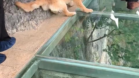 Funny Dog sliding on the glass bridge