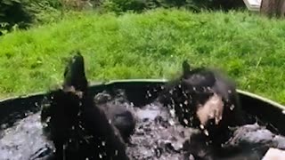 Bear enjoying a bath