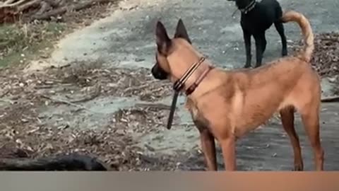Dog obedience training: off leash recall training