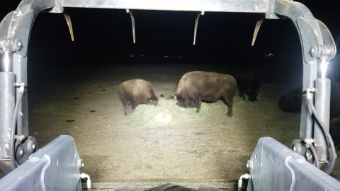 Fun on the Farm - Late night Bison Feeding