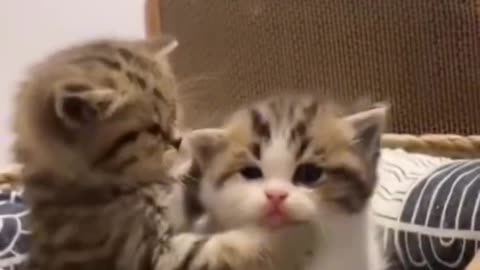 kitten cat funny video #cat #kittens