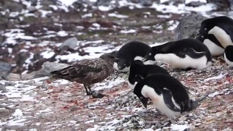 Skua eats chick penguin