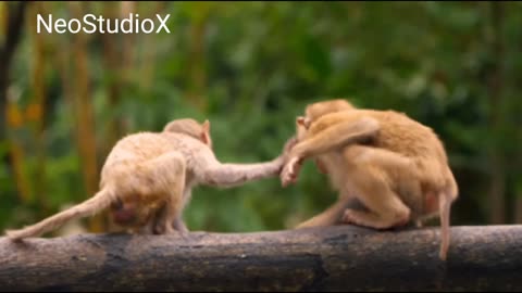 Funny Monkey 🐒 :- cute and funniest 😂😂 Full HD