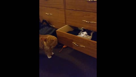 Funny kitten in a drawer