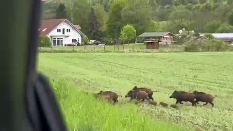 Family of Wild Boars Crosses Road