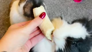 Bunnies go bananas for banana!!