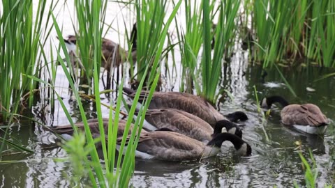 Goose Eating on the Lake Water.