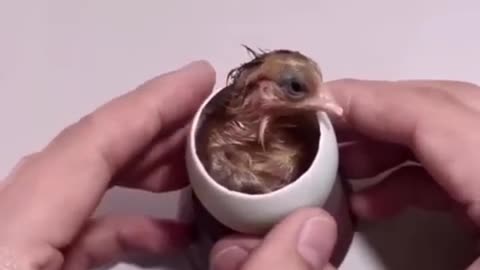How A Chick Born From A Egg Interesting Video -