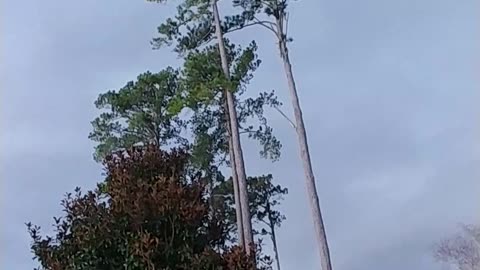 Incoming storm I am thinking these 2 pines are going to coming down this storm