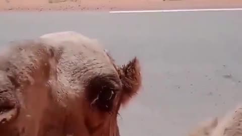 Truck Driver Gives Camel Water