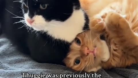 Part 4 | Tuxedo cat behavior! Funny cat videos