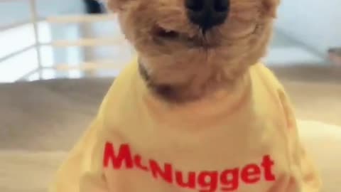 McNugget The Puppy Being Scolded And He Is 😋Smirking!
