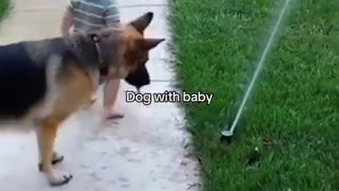 Funny Dog with Baby