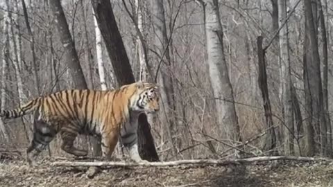the siberian tiger the biggest and strongest cat in the wild part 2