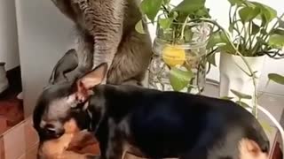 Funny cat and dog fight😂