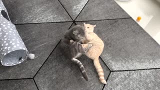 Cat Fight