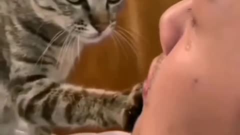 Funny can Cute Cats Video #69