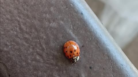 Ladybug 🐞