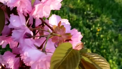 Sakura tree with pink flowers in a spring day 2024