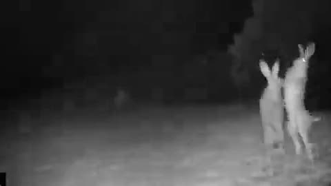 Two Rabbits are filmed fighting in the middle of the night