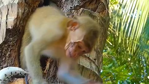 MONKEY PLAYS WITH A SNAKE AND GETS A SURPRISE😳😳😳😳