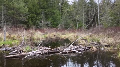 Beaver Dam