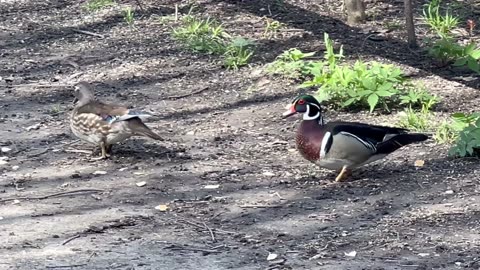 Spotted wood duck couple at James Gardens