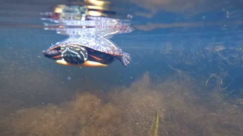 Painted and Snapping Turtle