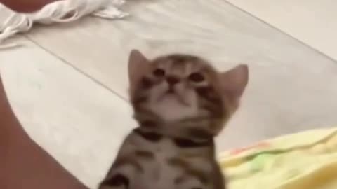 cute kitten emotion.