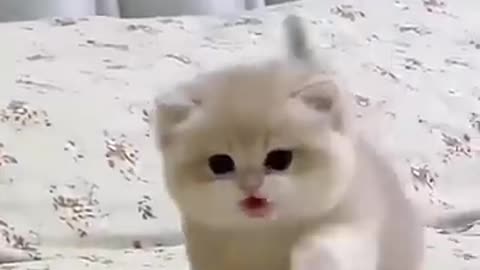 Cutie cat things