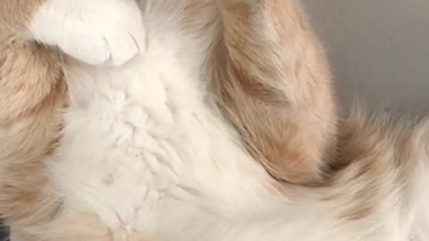 💕Close-up Of A Cream Beige Furred Cat Sleeping On Its Back 💕