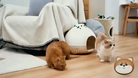 When cats and dogs meet, chaos ensues!