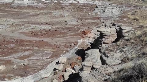Petrified tree stump sticking out of cliff in Arizona, Noah's worldwide flood.