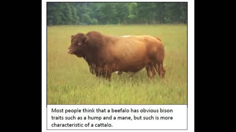 Plant Culture 02 Beefalo History