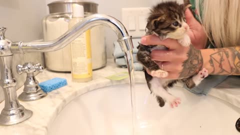 Most Fenniest Kitten! These Kittens Need a Flea Bath! (What to do if a kitten has fleas)