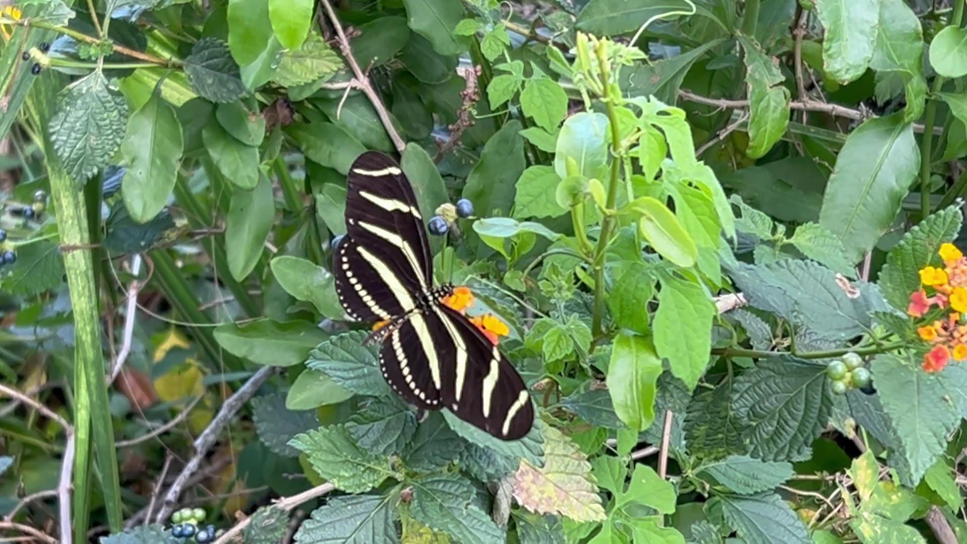 Zebra butterfly visiting April 2502024