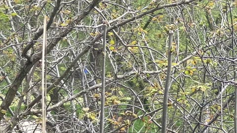 One of the sounds a Blue Jay makes
