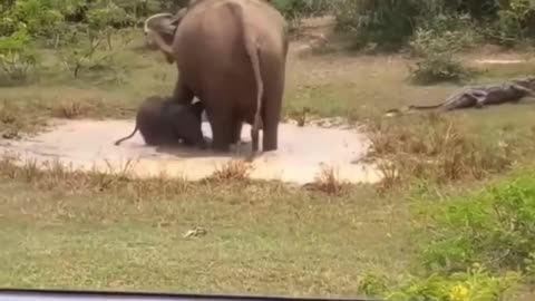Elephant Mom Kicks A Crocodile Out Of Her Pool #shorts #shortvideo #video #virals #videoviral