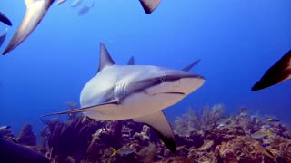 In the middle of a shark feeding frenzy in Roatan