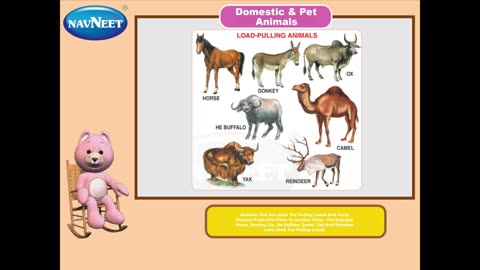 Domestic & Pet Animals - Made with Clipchamp